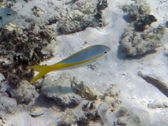 Yellow Goatfish (10